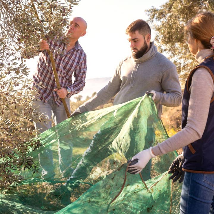 Gourmet Food Solutions, Inc. - Wholesale Olive Oil - Black Truffle Aromatic Olive Oil, A L'Olivier 8.3oz tin4
