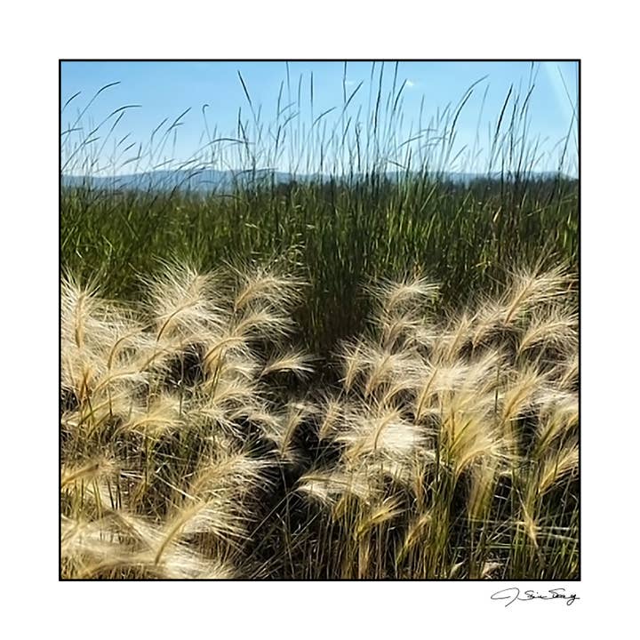 Whispering Wheat for wholesale by Signature Image Gallery