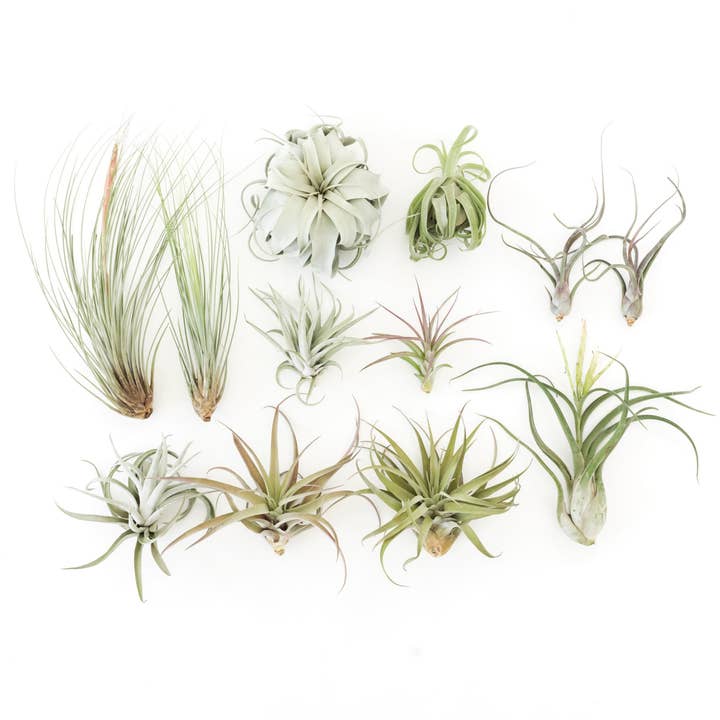 Jumbo Tillandsia Air Plant Assortment for wholesale by Air Plant Shop