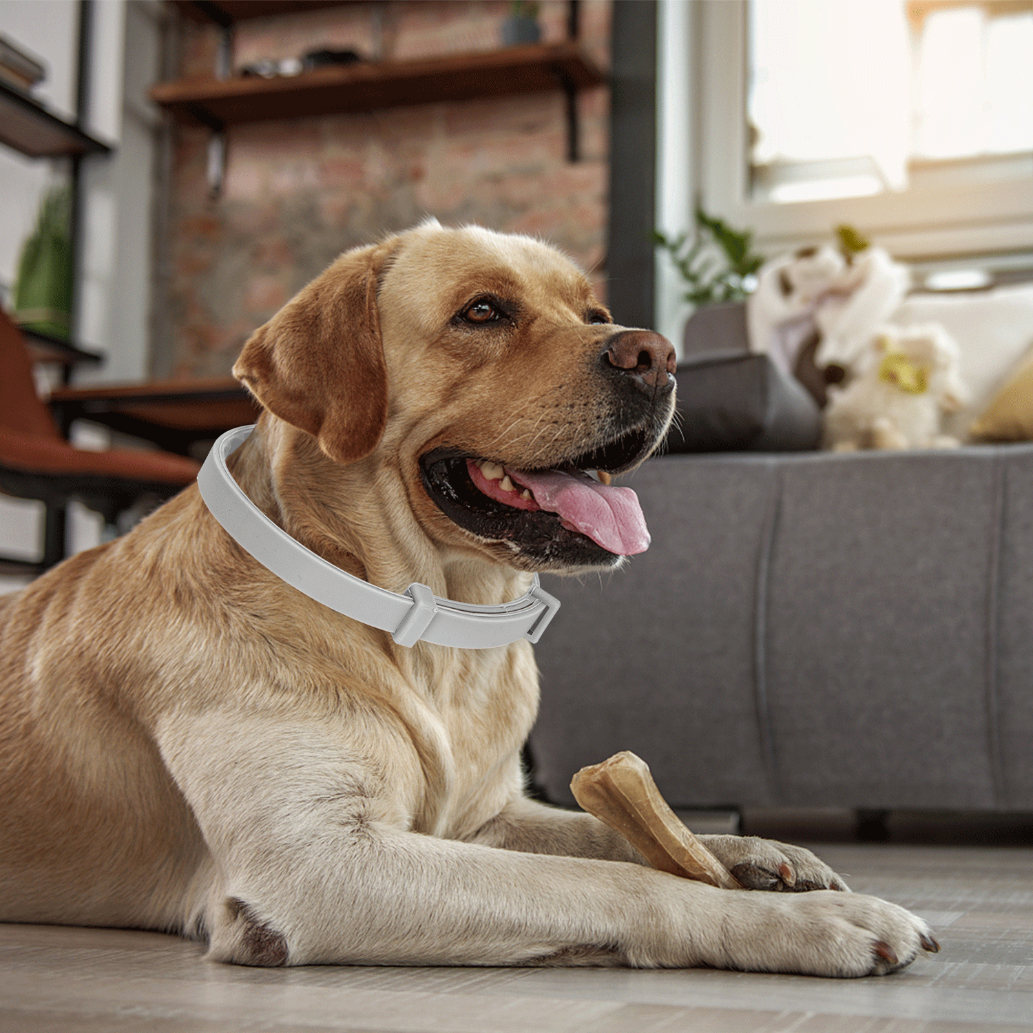 Nobleza – wholesale Pet grooming tool – Dog – Nobleza - Flea & Tick Collar2