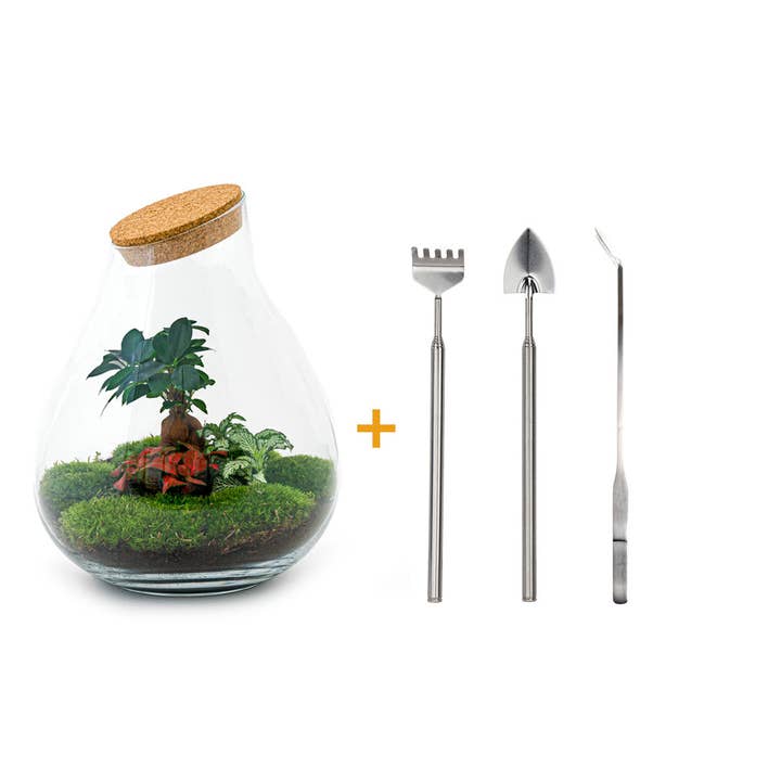 Trendhero.nl/b2b – Großhandel Terrarium – Terrarium-Bausatz – XL Tropfen mit Ficus Ginseng Bonsai – Flaschengarten – Höhe 37 cm5