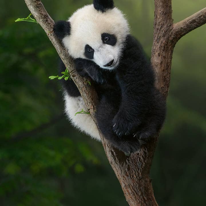 gestalten & teNeues - Wholesale Display Book - Mother7