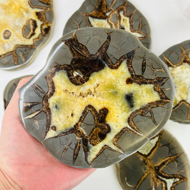 Utah Septarian Crystal Polished Coasters YOU CHOOSE for wholesale by Rock Paradise