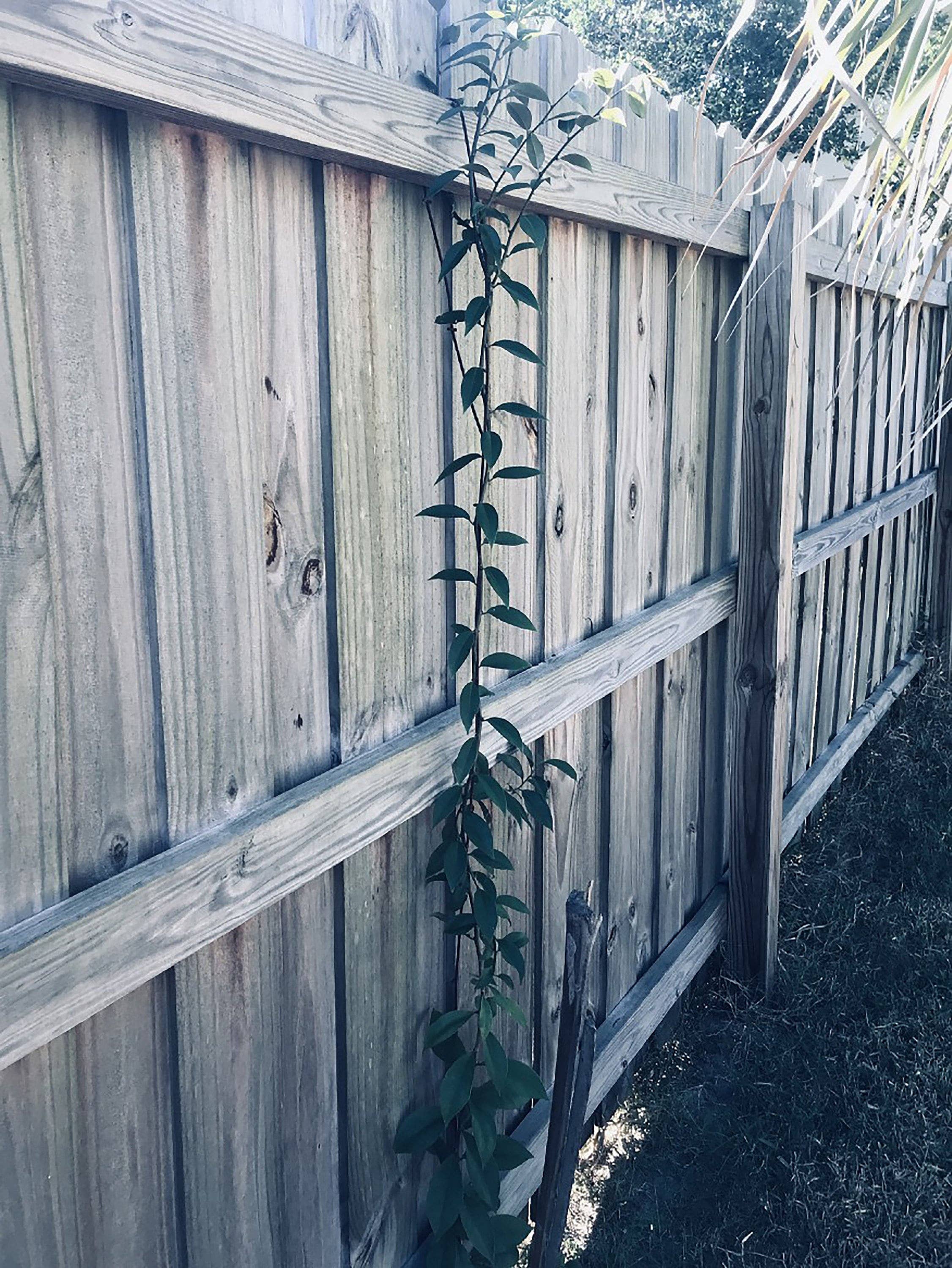 Michelle Hoffmann - Wholesale Plant Seeds - Rare! Uña De Gato ~ Katzenklauen ~ Griffe De Chats4