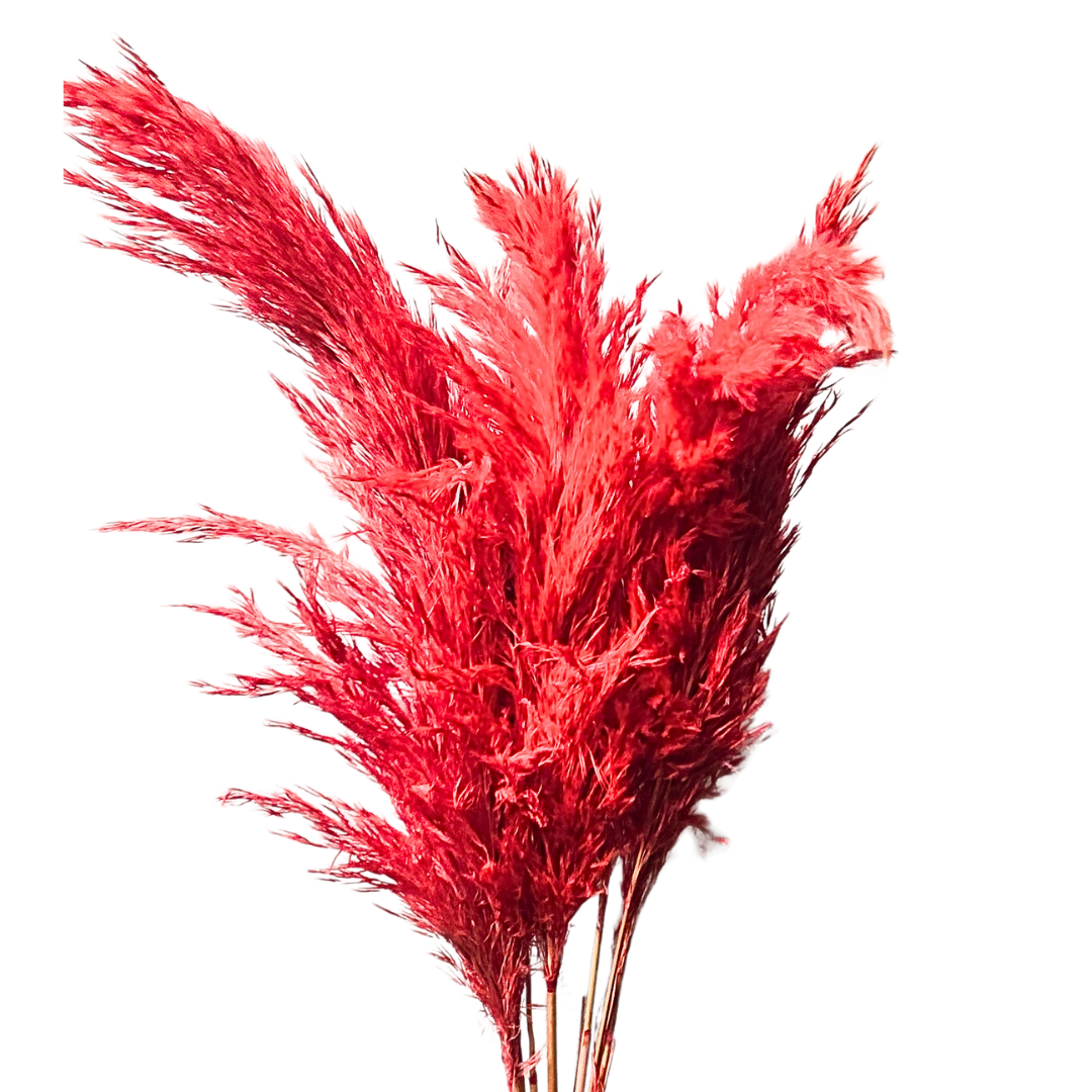 Botanico Ltd. - Wholesale Dried/Pressed Flowers - Pampas Grass Small7