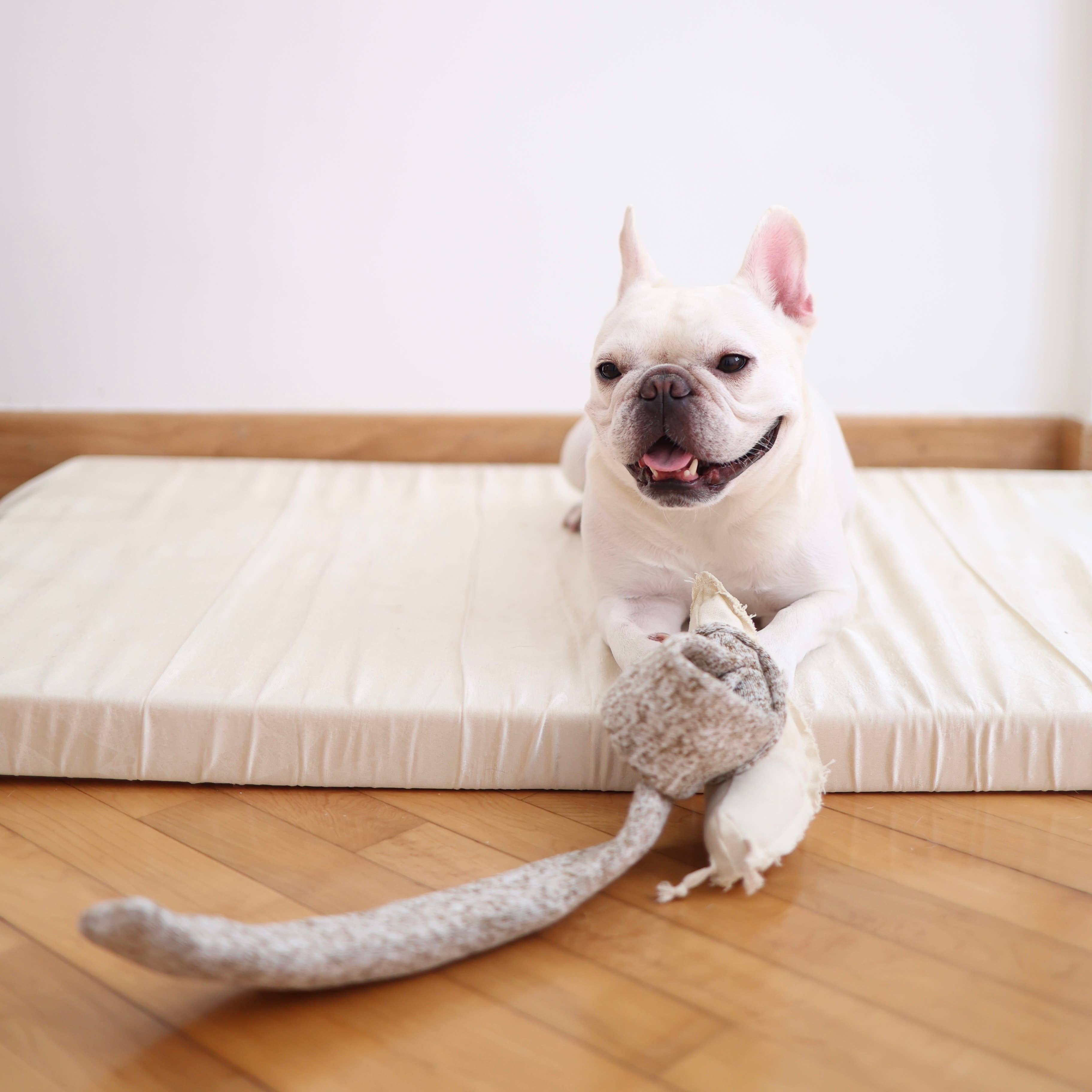 Lambwolf Collective - Wholesale Pet Toy - Dog - SNAIL//ENRICHMENT DOG TOY4