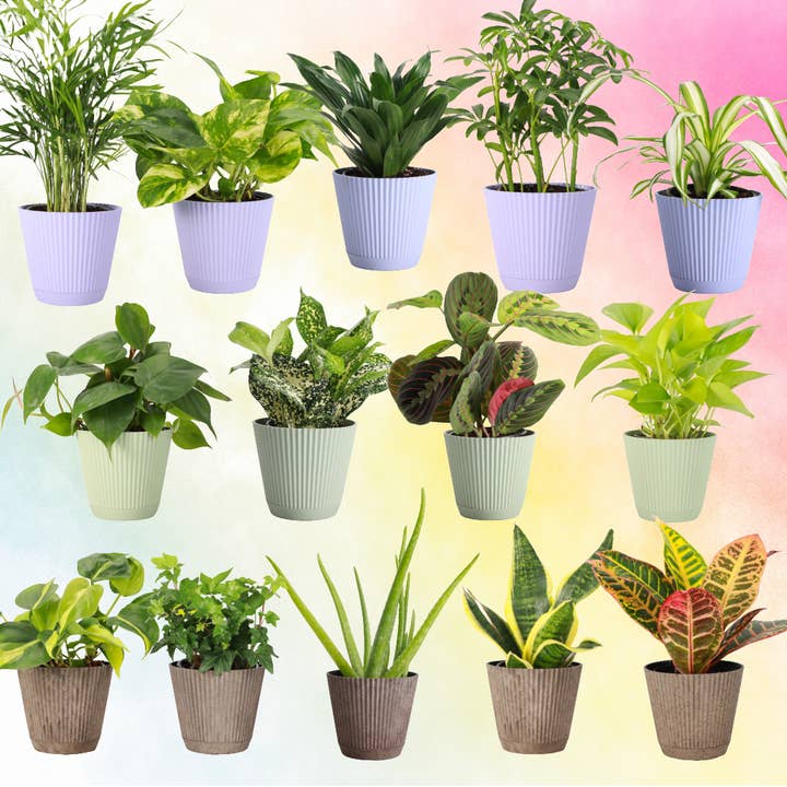 Thorsen's Greenhouse - Wholesale Live Plant - Potted Houseplant Assortment - 4" Live Plants3
