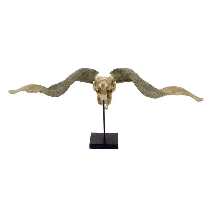 Modern World by Contrast Inc. - Vente Figurine décorative - Trophée de crâne de mouton Racka
