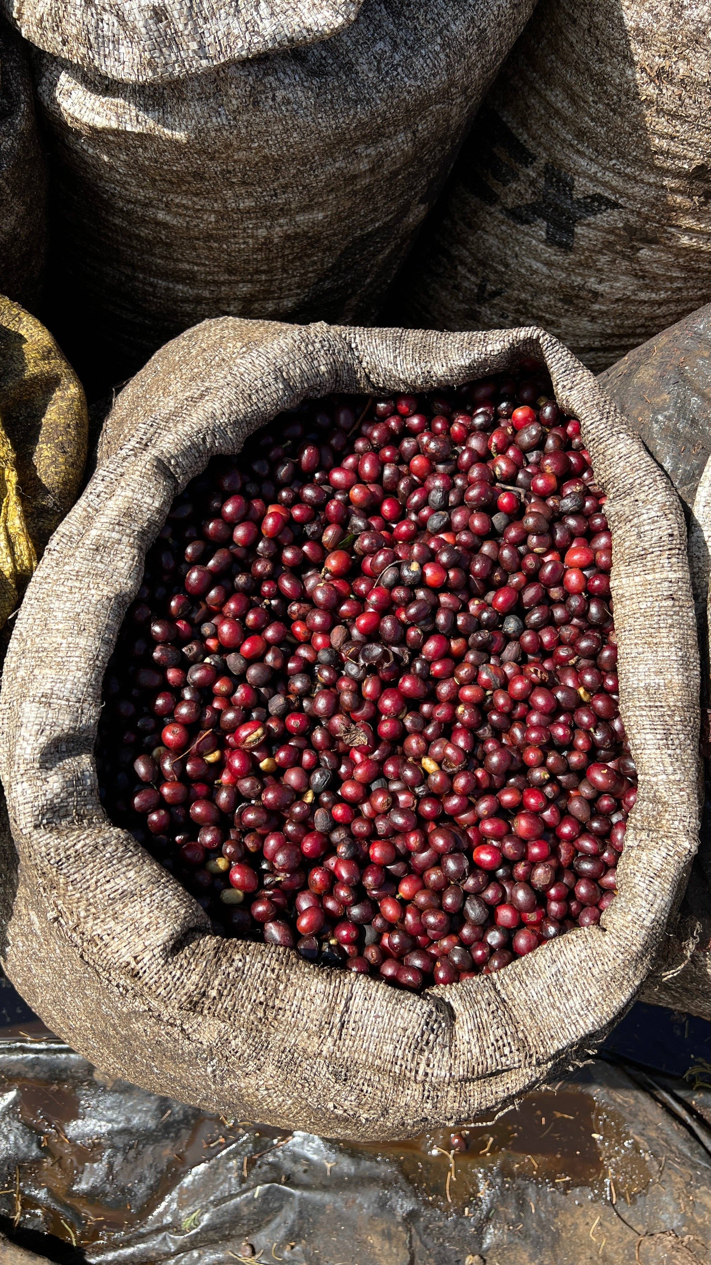 Renversant - Vendita all'ingrosso Caffè in grani - Caffè specialty Microlot Divisadero - El Salvador1