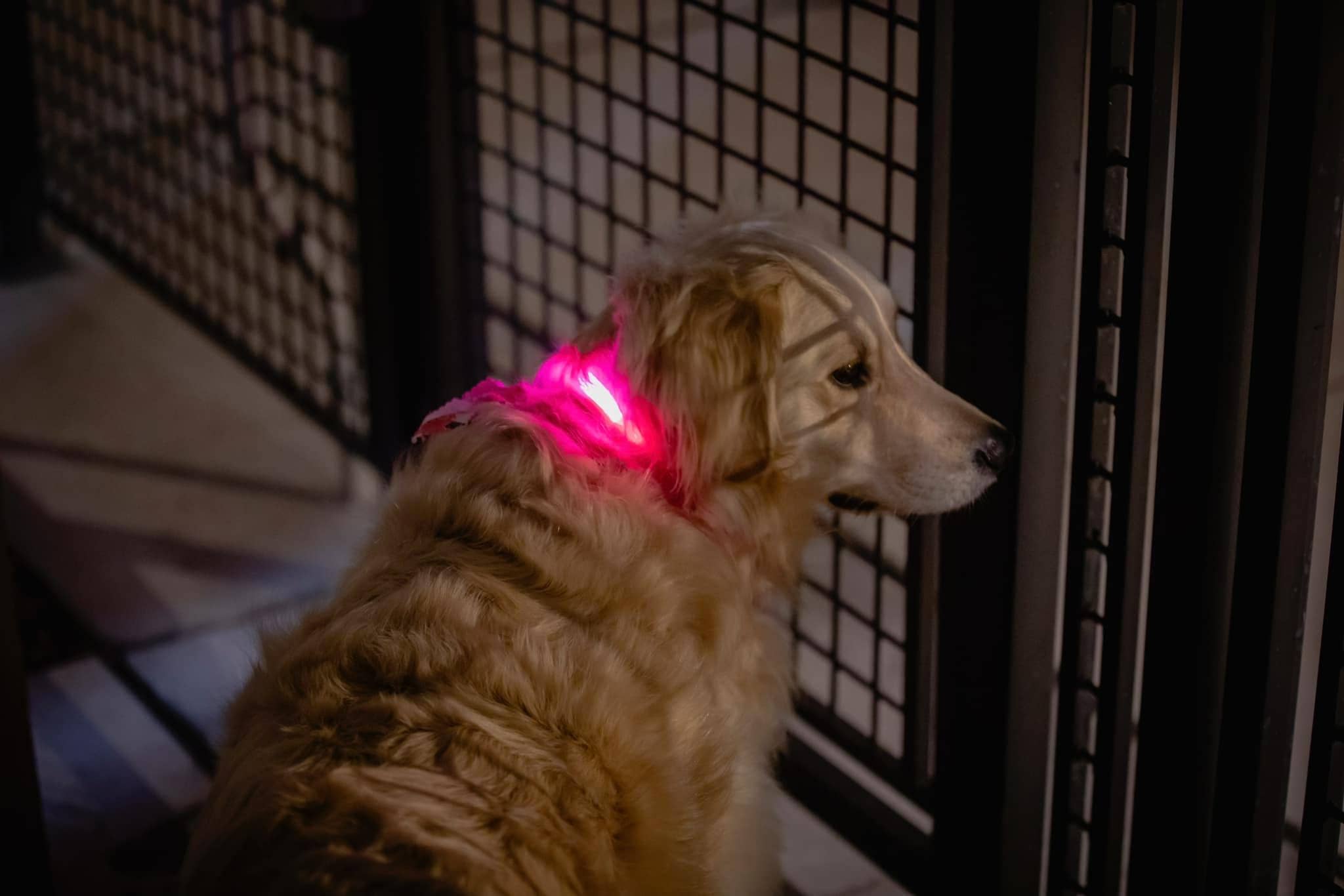 K-9ightLights L.L.C. - Wholesale Pet Collar - Dog - K-9ightLights LLC Pet Supplies Best Light Up LED Dog Collar12