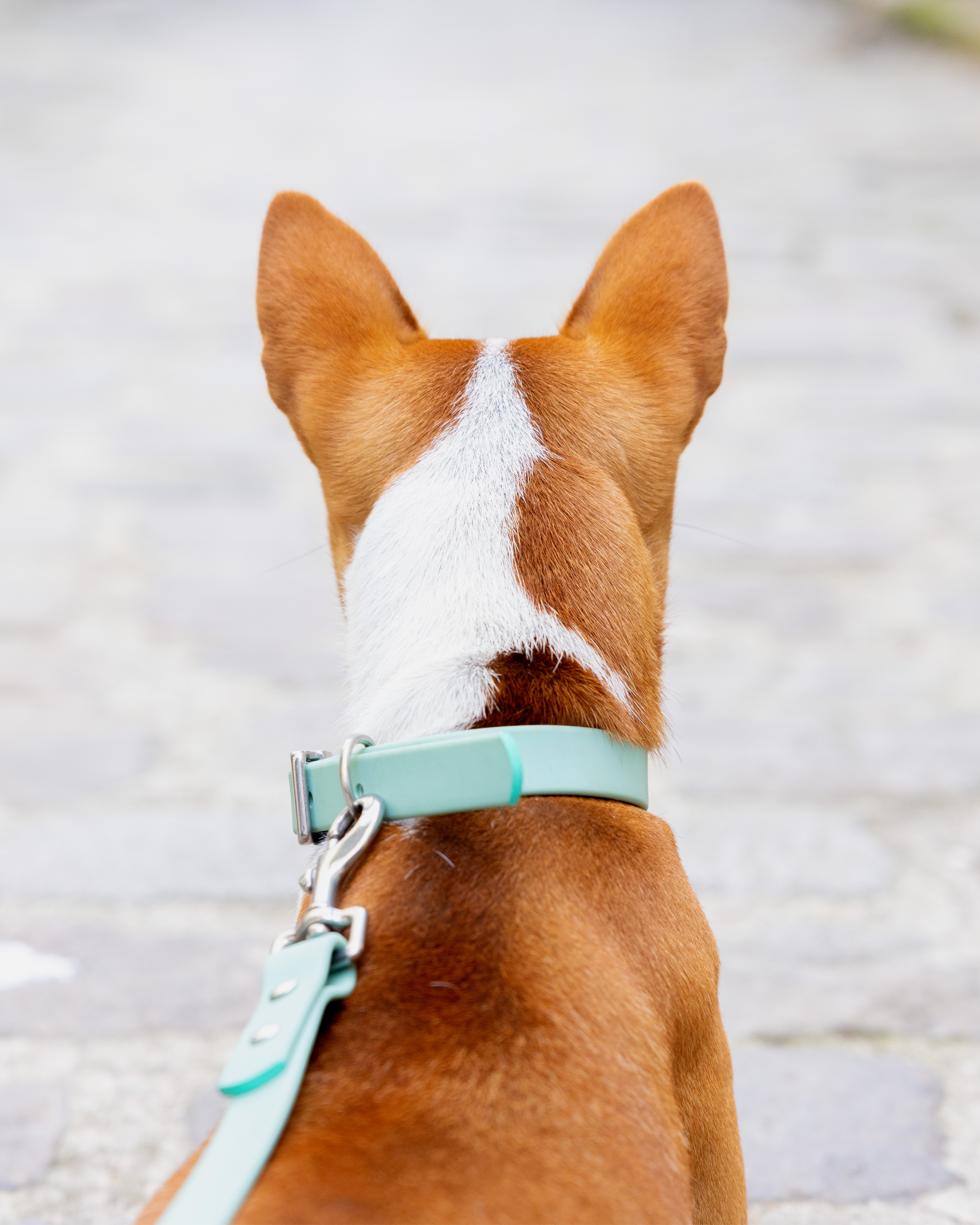 Ploouf Dogs - Wholesale Pet Leash - Dog - Lagoon green “soft touch” leash3