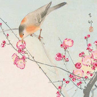 FANGE 12X12 DOPPELKARTEN SNC 2235 für den Großhandel von Phenicia