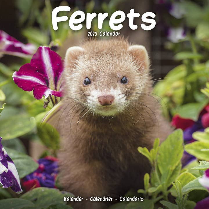 Ferrets Calendar 2025 for wholesale by Avonside Publishing Ltd