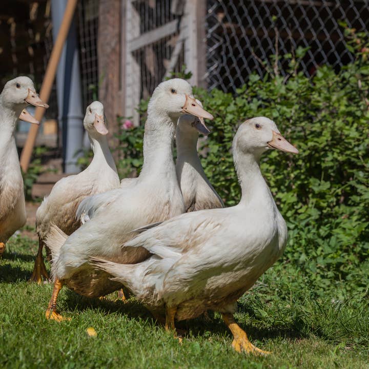 Relais Gourmet, Maison Gastronomique au Pays Basque - Wholesale Preserves - Natural Foie Gras3