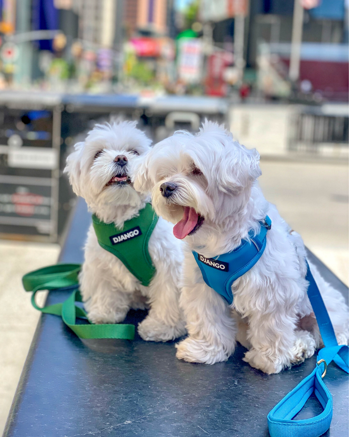 DJANGO - Wholesale Pet Harness - Dog - Adventure Dog Harness - Pacific Blue6