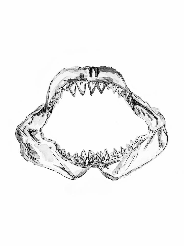 Jaws Print for wholesale by Makenzie Kurz Art