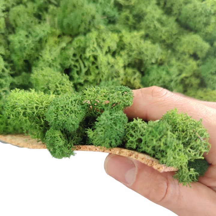 Moss House - Wholesale Wall Accent - Reindeer Moss Lichen Panel 50x50 cm Forest Green - MossHouse2
