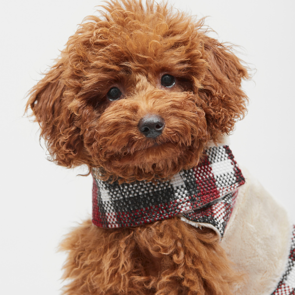 ARISTOPET – wholesale Ytterkläder - Hund – HUNDROCK LÖV11