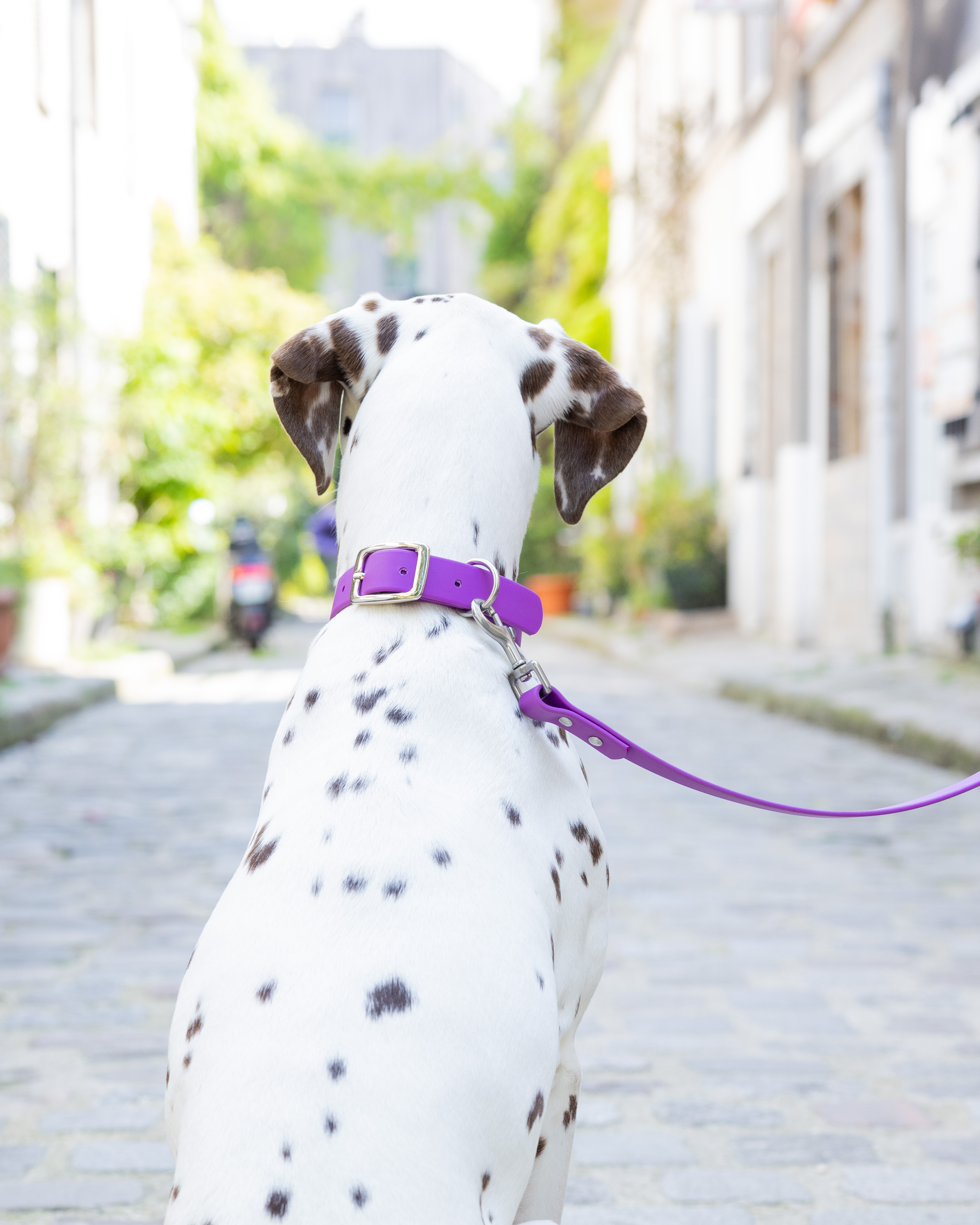 Ploouf Dogs - Wholesale Pet Collar - Dog - Dahlia purple “soft touch” dog collar3