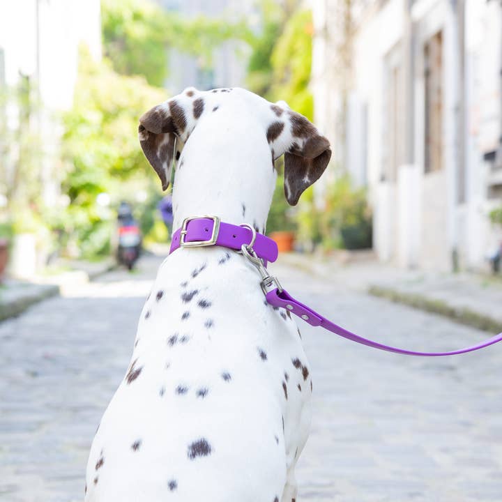 Ploouf Dogs - Wholesale Pet Collar - Dog - Dahlia purple “soft touch” dog collar3