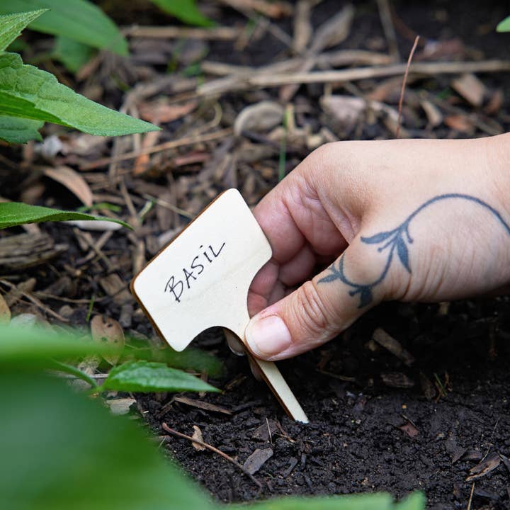 Modern Sprout - Wholesale Plant Seeds - Seed Library