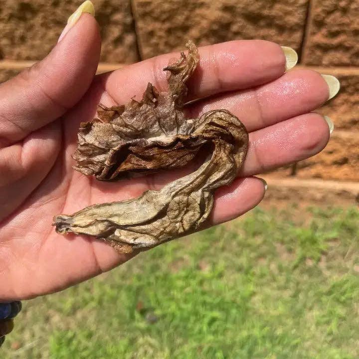 Life Gardening Tools - Wholesale Health/Detox Tea - Raw Duck Flower Detox | Wildcrafted Aristolochia Grandiflora – Deep Cleanse & Parasite Flush1