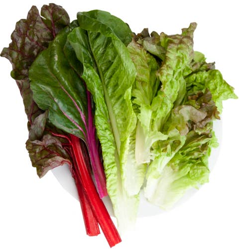 Just Vertical - Wholesale Plant seeds - Super Salad Mix