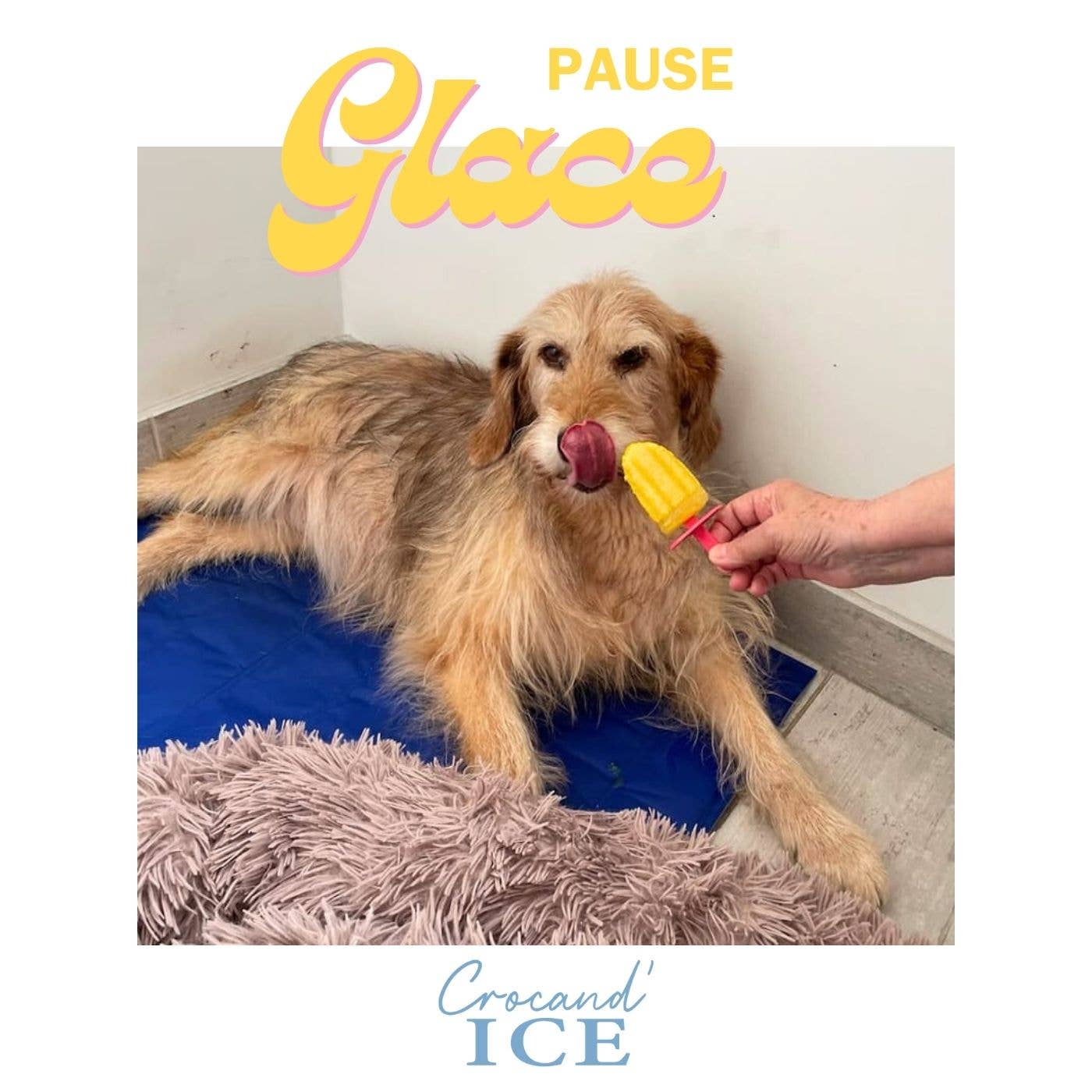 Crocandiz - Wholesale Pet Treats - Dog - Dog treat, pineapple-coconut ice cream for dogs