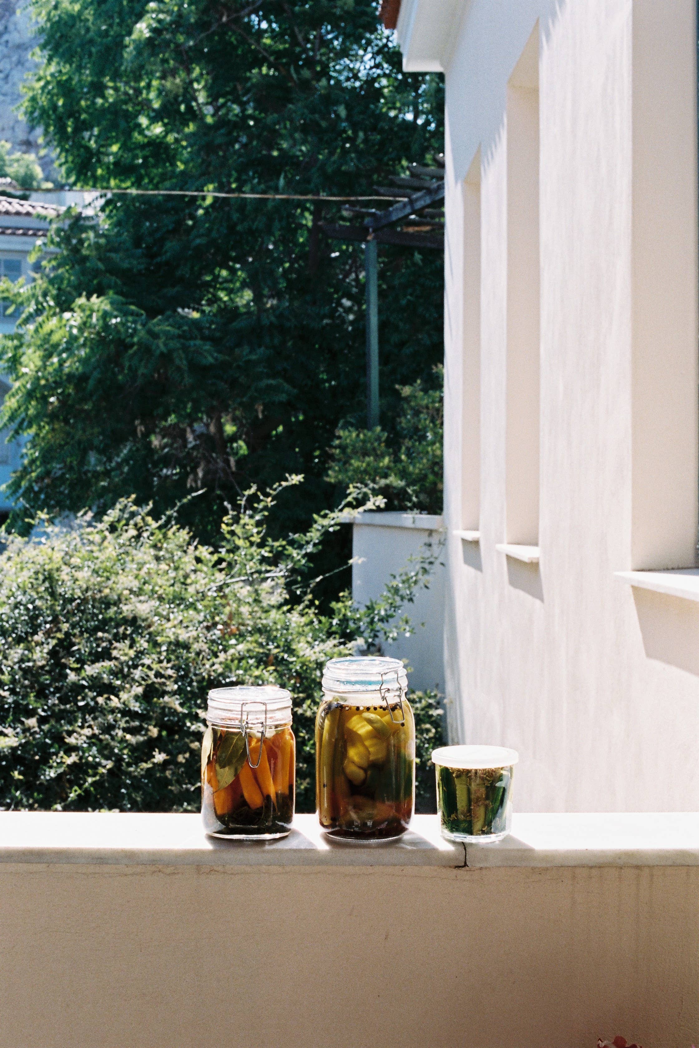 Daphnis and Chloe - Venta al por mayor Hierbas - Semillas aromáticas de hinojo2