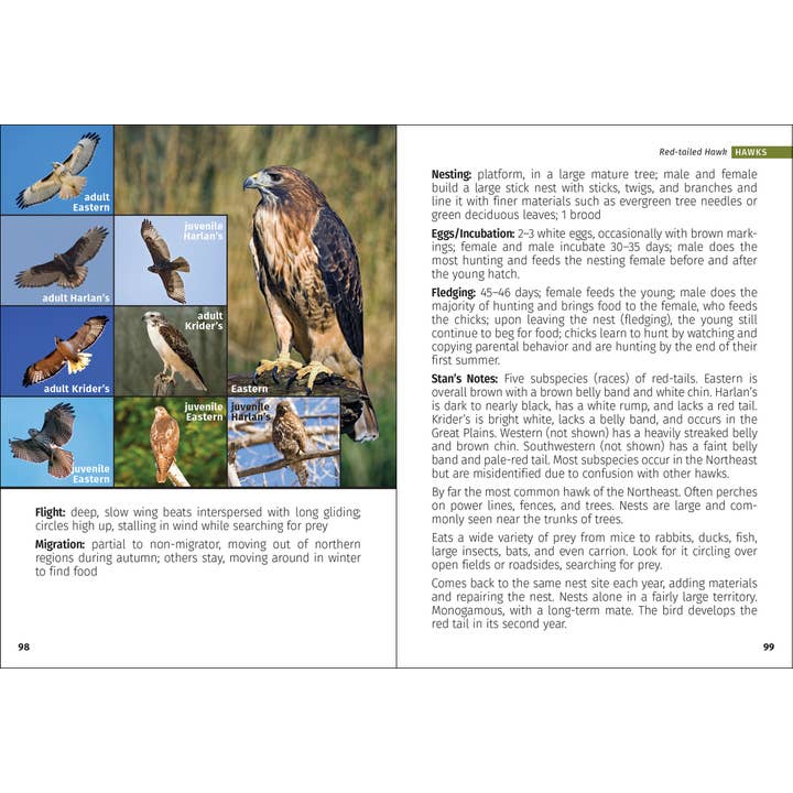 AdventureKEEN - Wholesale Nature & Outdoors - Birds of Prey of the Northeast Field Guide 2nd Edition9