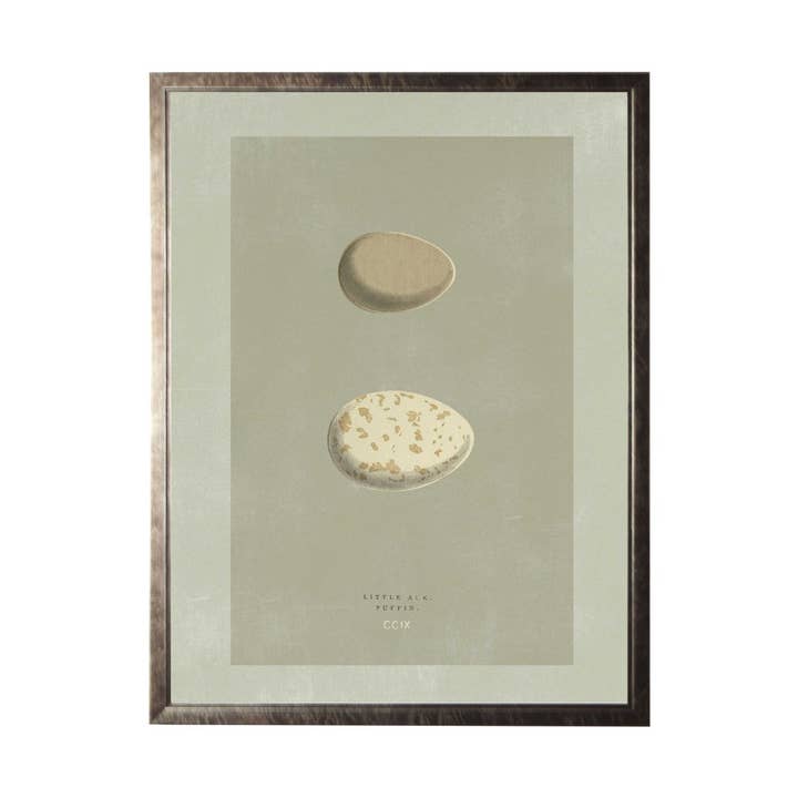 Egg Bookplate D for wholesale by Antique Curiosities Inc