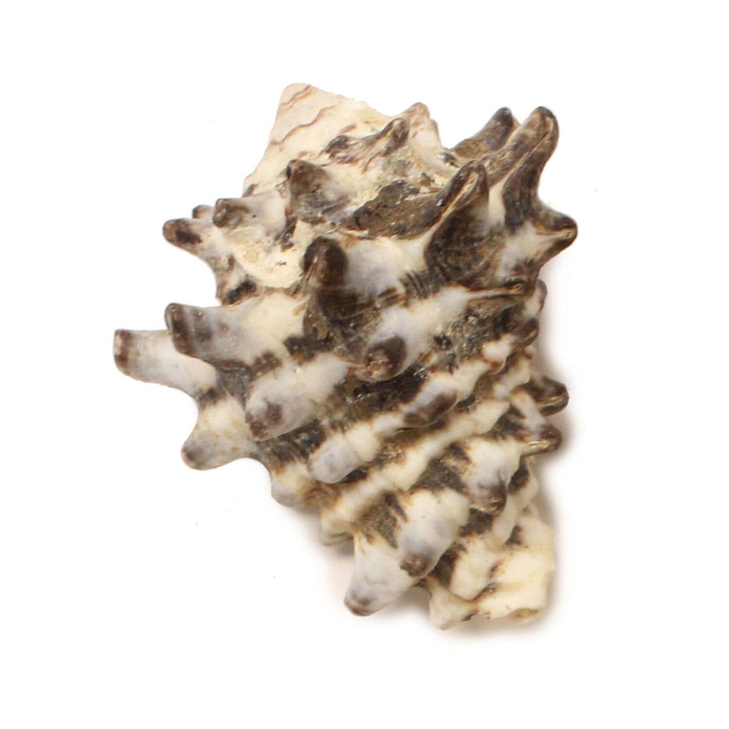 Beachcombers - Wholesale Magnet - SALE Murex Shell Magnet