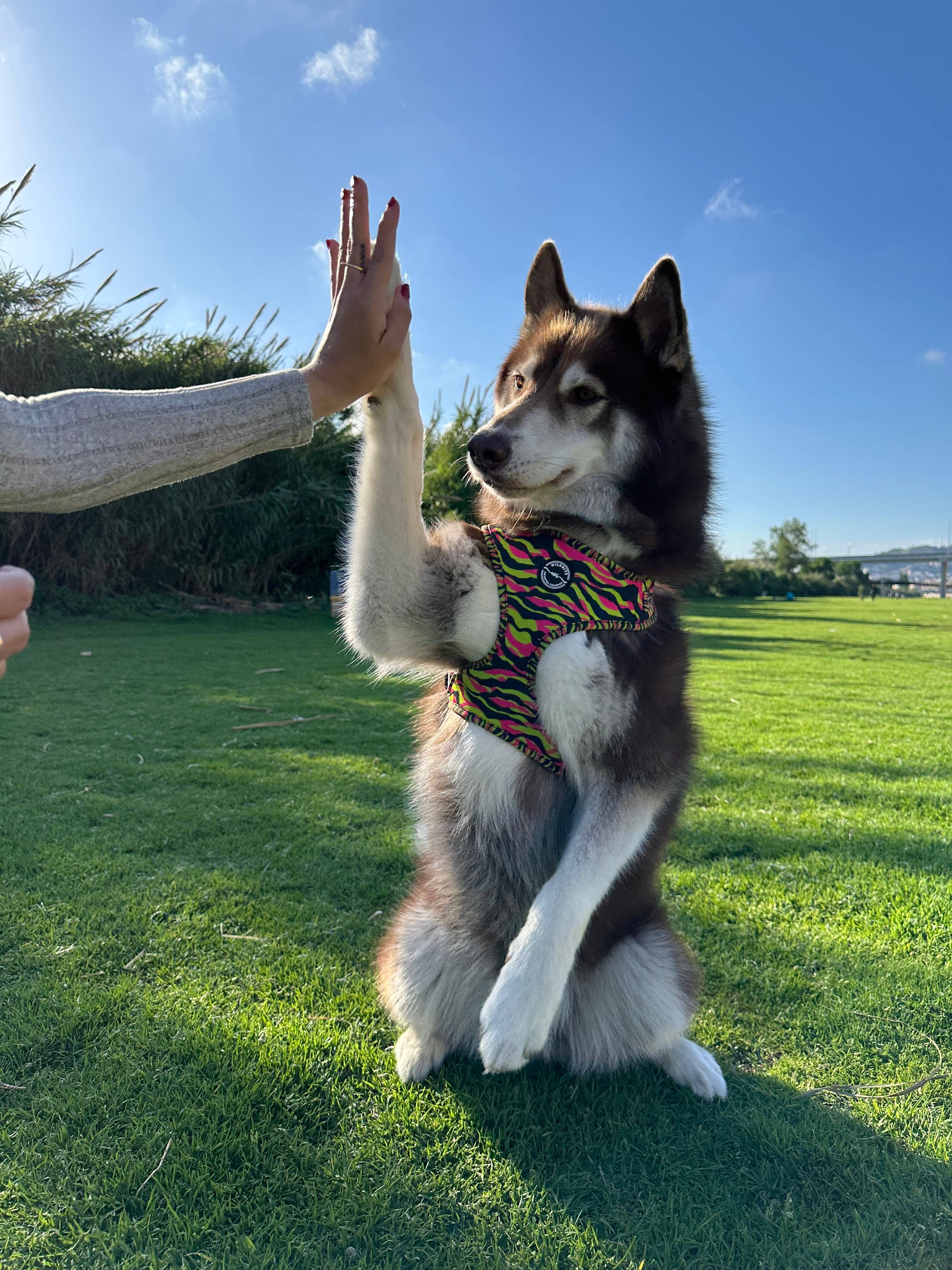 Wildbite Amantes Peludos - Wholesale Pet Harness - Dog - StyleZebra Harness4