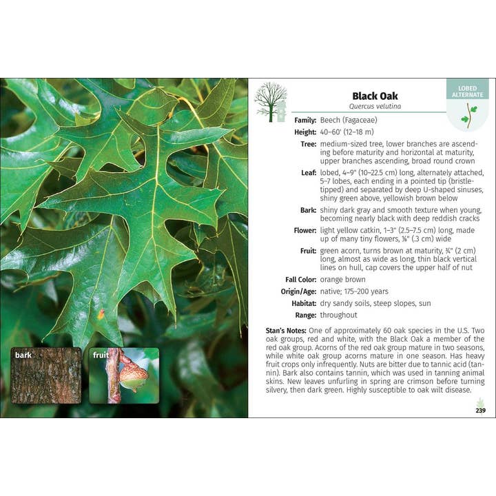 AdventureKEEN - Wholesale Nature Guide - Trees of the Carolinas Field Guide 2e