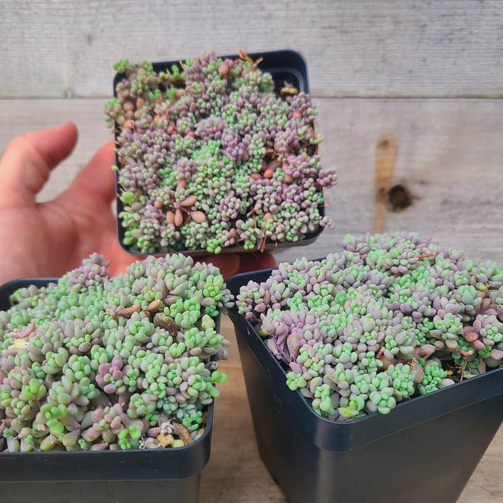 Sedum dasiphyllum 'Corsican stonecrop' for wholesale by Buzz + Thrive Gardens