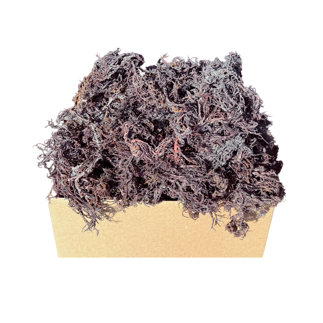 Atlantic Gold Sea Moss - Wholesale Oral Supplement/Vitamin - Dry Sea Moss 1 to 15 Lbs, Colors Wild-harvested St. Lucia9