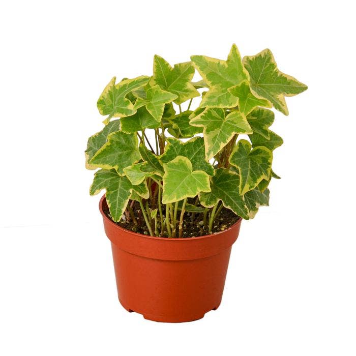 IVY GOLD CHILD 6-inch for wholesale by House Plant Wholesale