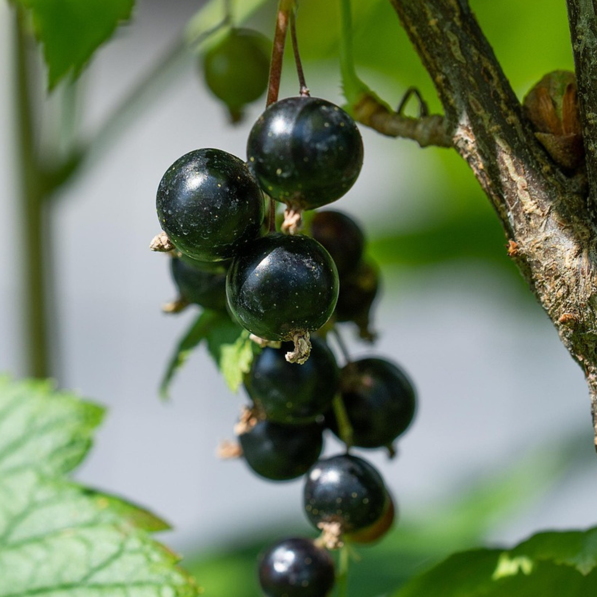 Oasis of Life - Wholesale Live plant - Black Currant – 3 Plants – Ribes nigrum – Height 25–40cm – Ø9cm – Vitamin-rich Berry Plant with High Yield – Hardy Fruit Shrub for Garden, Bed & Balcony3