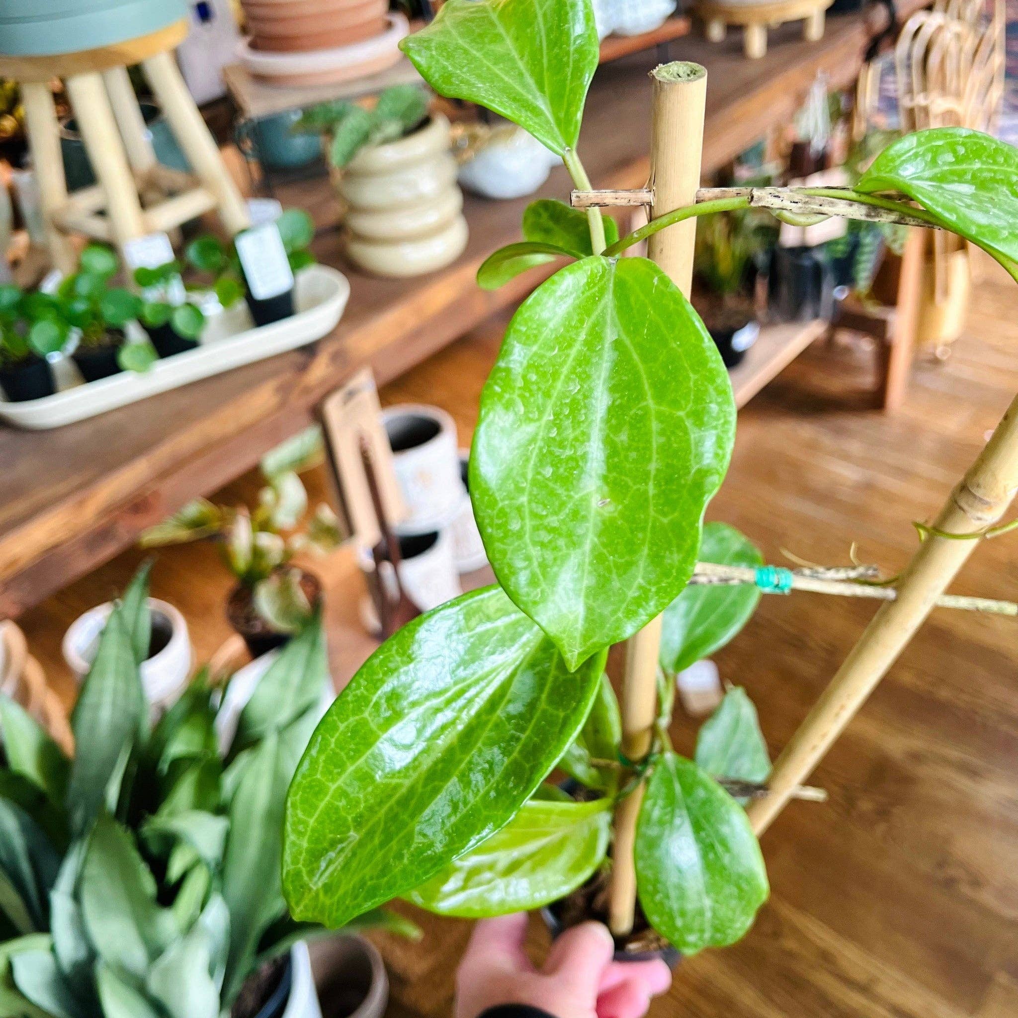 Hidden Seed Co - Wholesale Live Plant - Hoya 'Quinquenervia'1