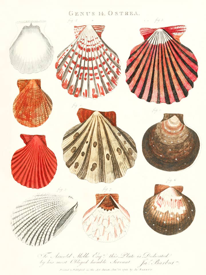 Impression de coquillages anciens aux couleurs vives pour la vente par Capricorn Press