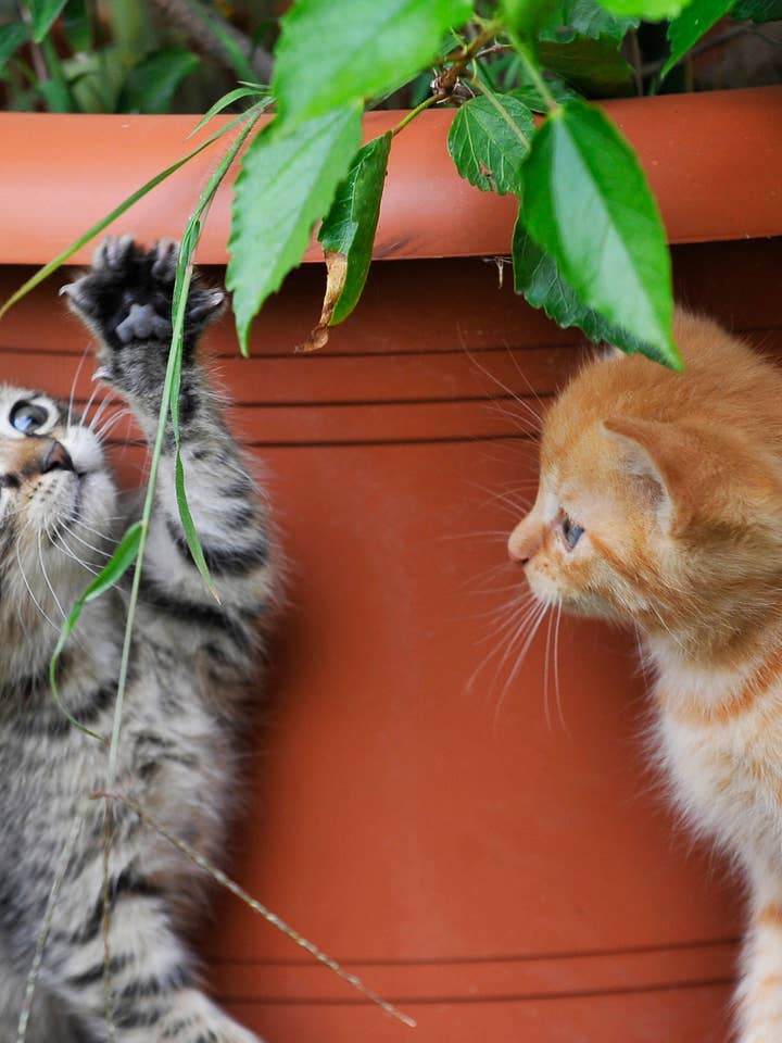 overraskelse for engroshandel hos Posters & Puzzles