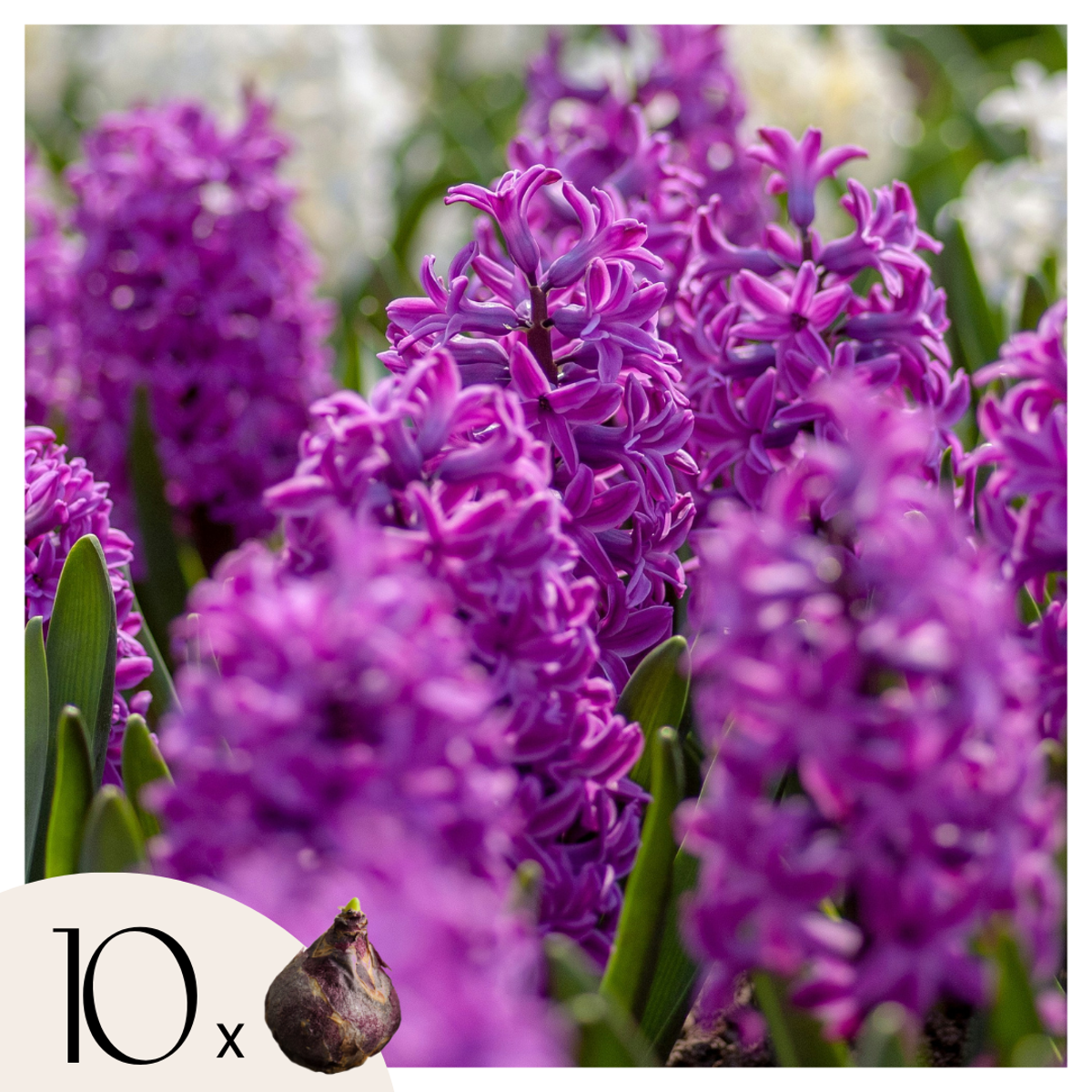 Oasis of Life - Wholesale Live Plant - Hyacinth bulbs – 10 flower bulbs – Hyacinthus "Purple Voice" – Fragrant purple spring bloomers – Flower bulbs for garden, bed & pot – Height 20–30cm – Hardy & easy to care for0