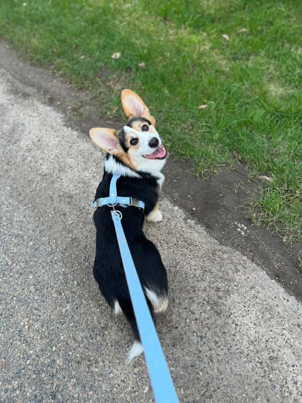 Splash By Happy - Wholesale Pet Harness - Dog - Biothane® two-clip harness5