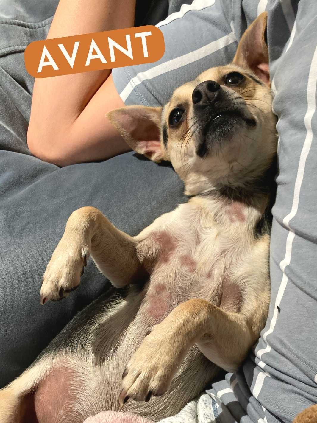 Truffe Délice - Wholesale Pet Supplement - Dog - Dog fur supplement2