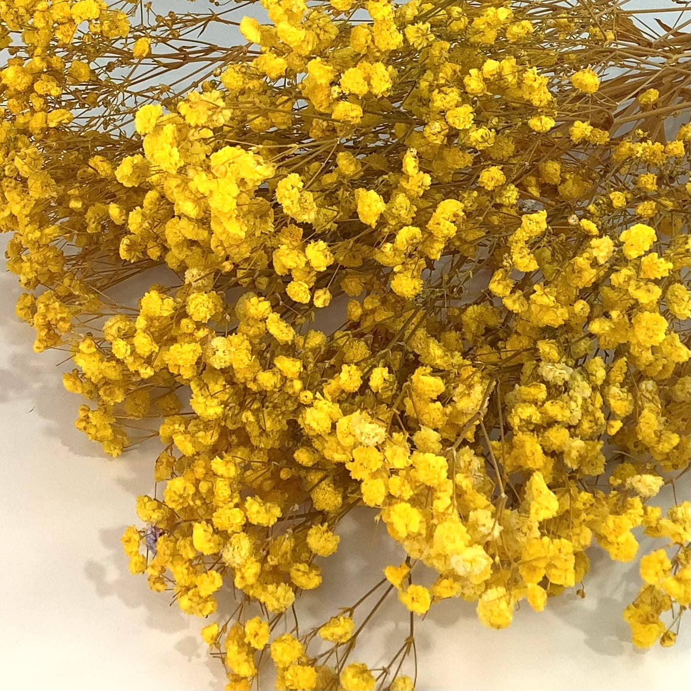 Honeybee and Blossom - Vendita all'ingrosso Fiori secchi/pressati - Fiori secchi per l'alito del bambino3