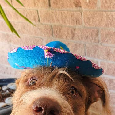 Mom And Pup Co. - Vendita all'ingrosso Cappello - Cani - Cappello per cane grande - cappello grande, cappello da mariachi, cappello per cane grande0