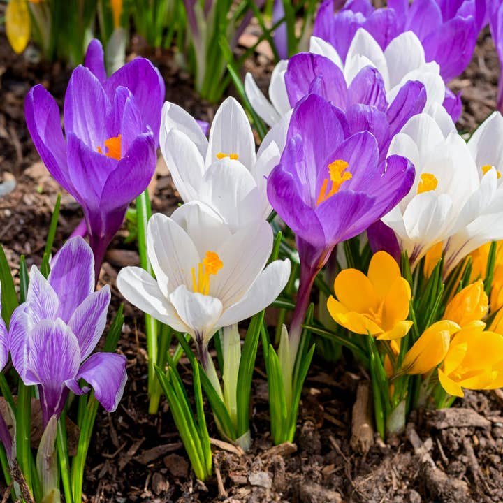 Thorsen's Greenhouse - Wholesale Live Plant - Crocus Bulbs - Large Flowering Mix - Perennial2