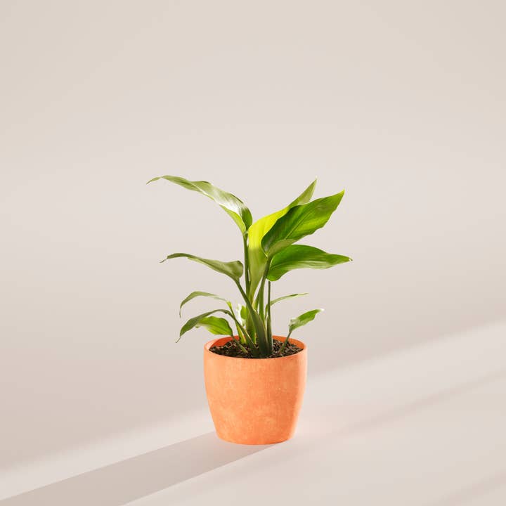 Lively Root - Wholesale Live Plant - Giant Bird of Paradise38