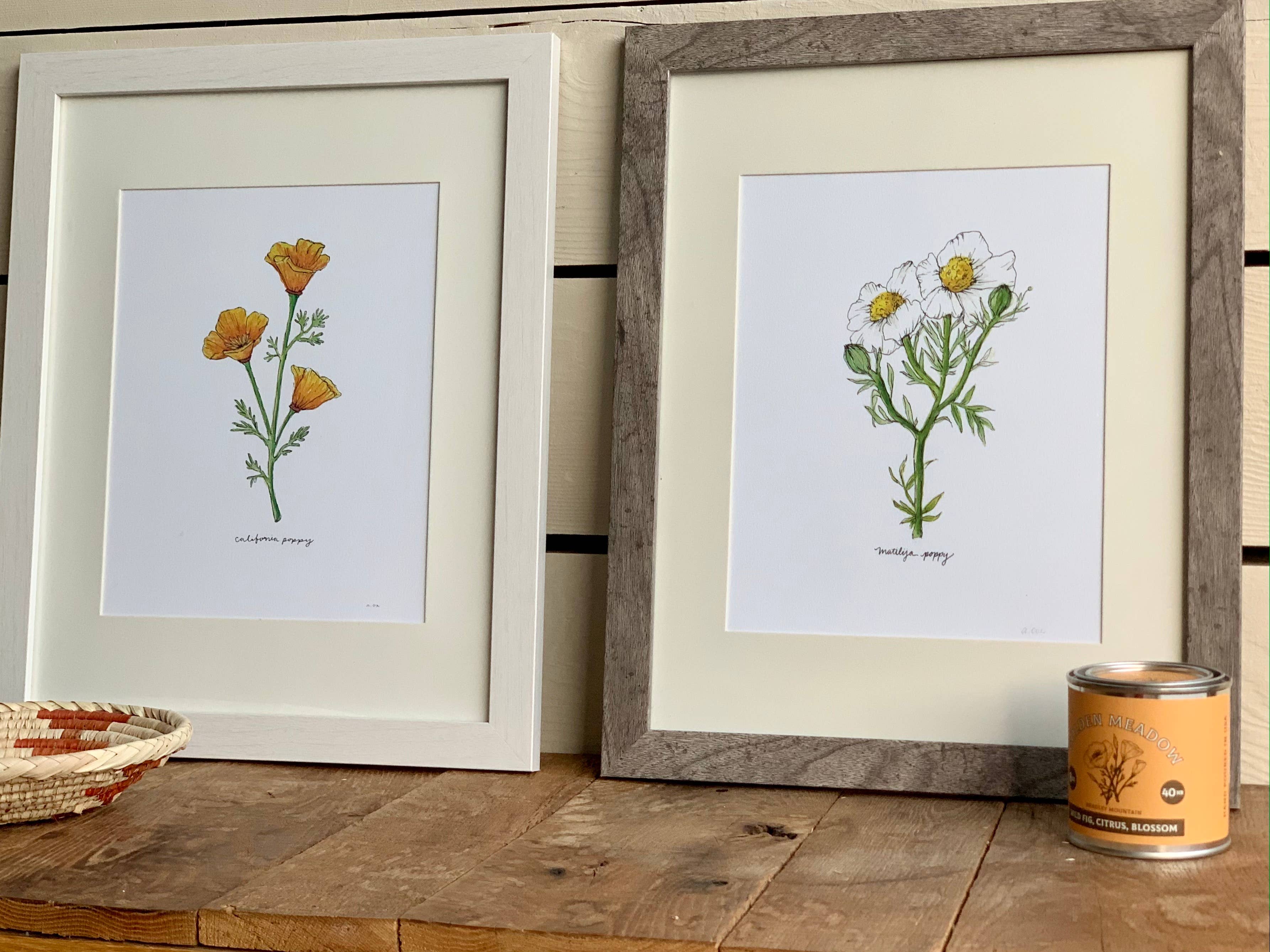 Little Salt Wagon - Wholesale Art Print - Matilija Poppy CA Wildflower Botanical Art Print Wall Decor5