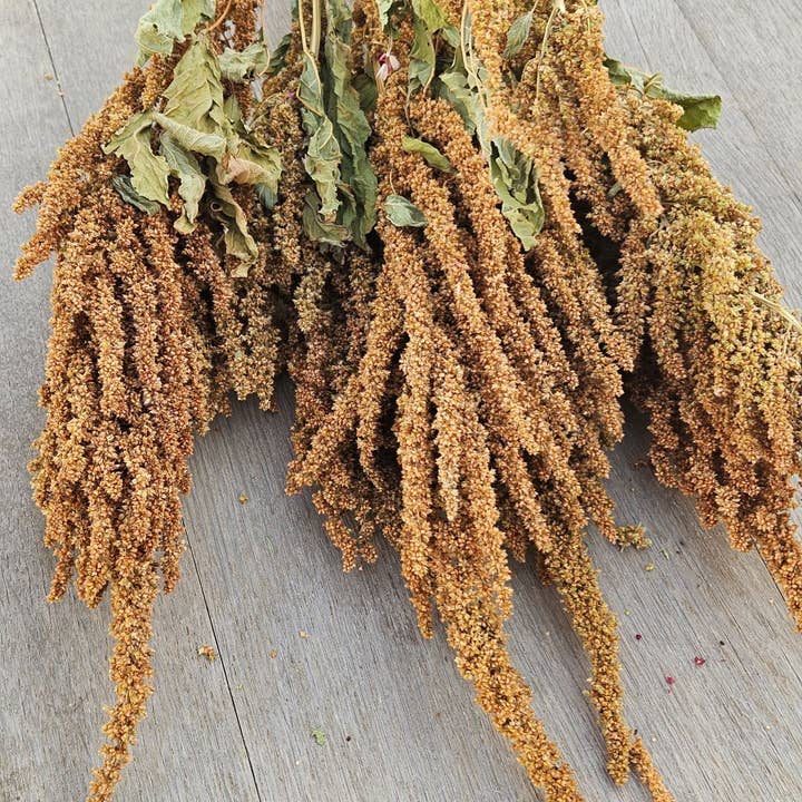 Alissas Flower Farm - Wholesale Dried/Pressed Flowers - Grain: Amaranth